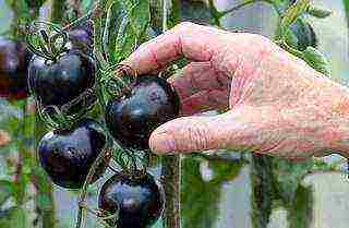 the best varieties of black-fruited tomatoes