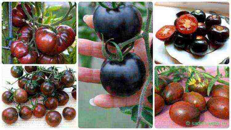 the best varieties of black-fruited tomatoes