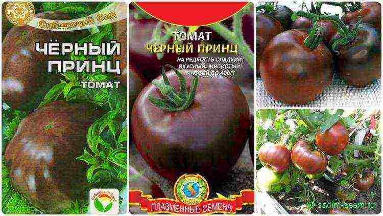 the best varieties of black-fruited tomatoes