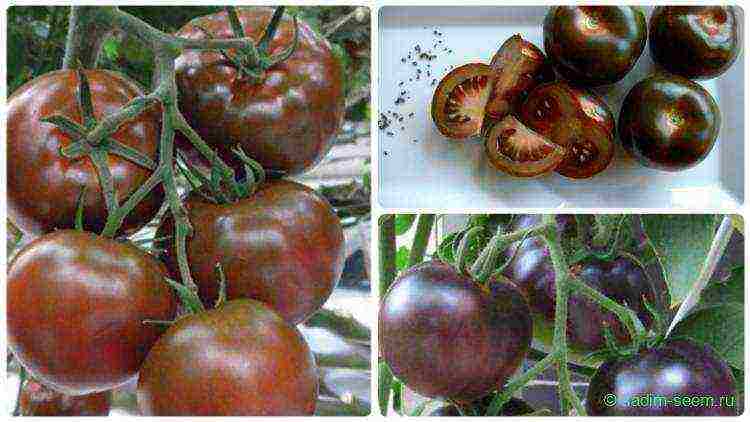 the best varieties of black-fruited tomatoes