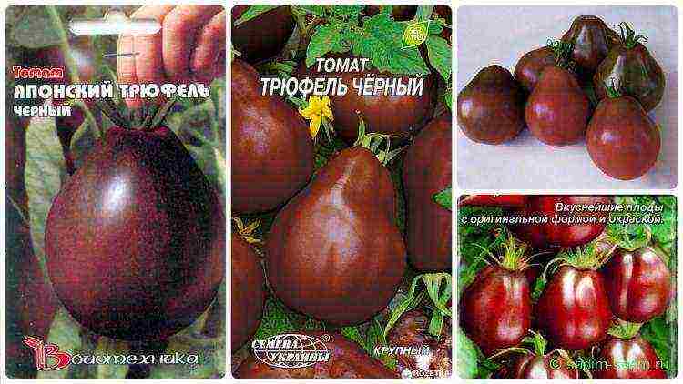 the best varieties of black-fruited tomatoes