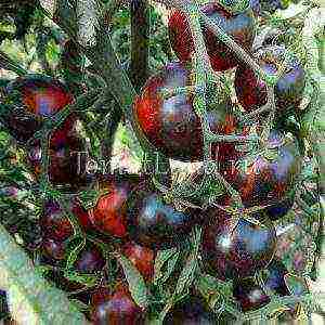 the best varieties of black-fruited tomatoes