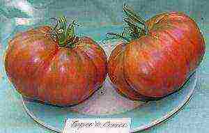 the best varieties of black-fruited tomatoes