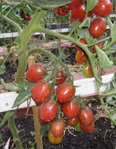 the best varieties of black-fruited tomatoes