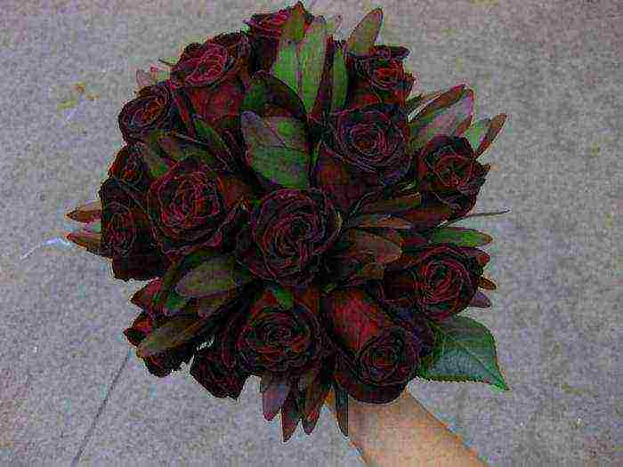 the best varieties of black roses