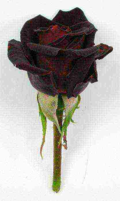 the best varieties of black roses