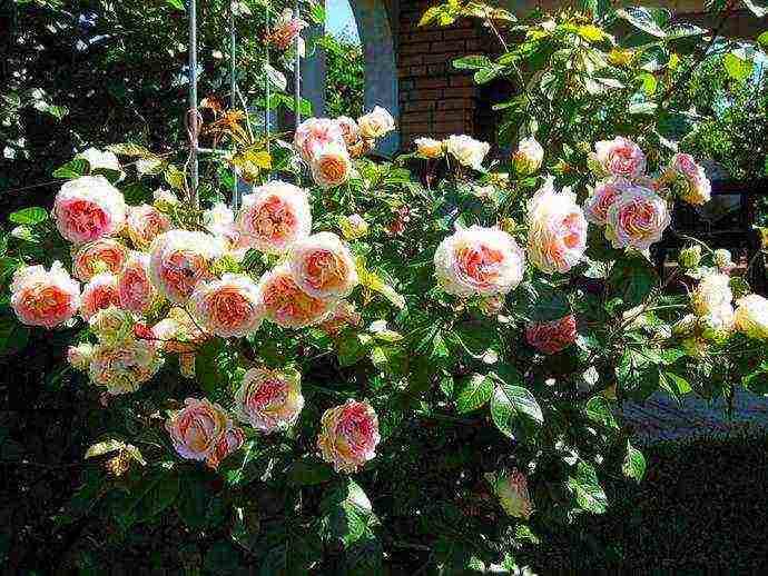 the best varieties of black roses