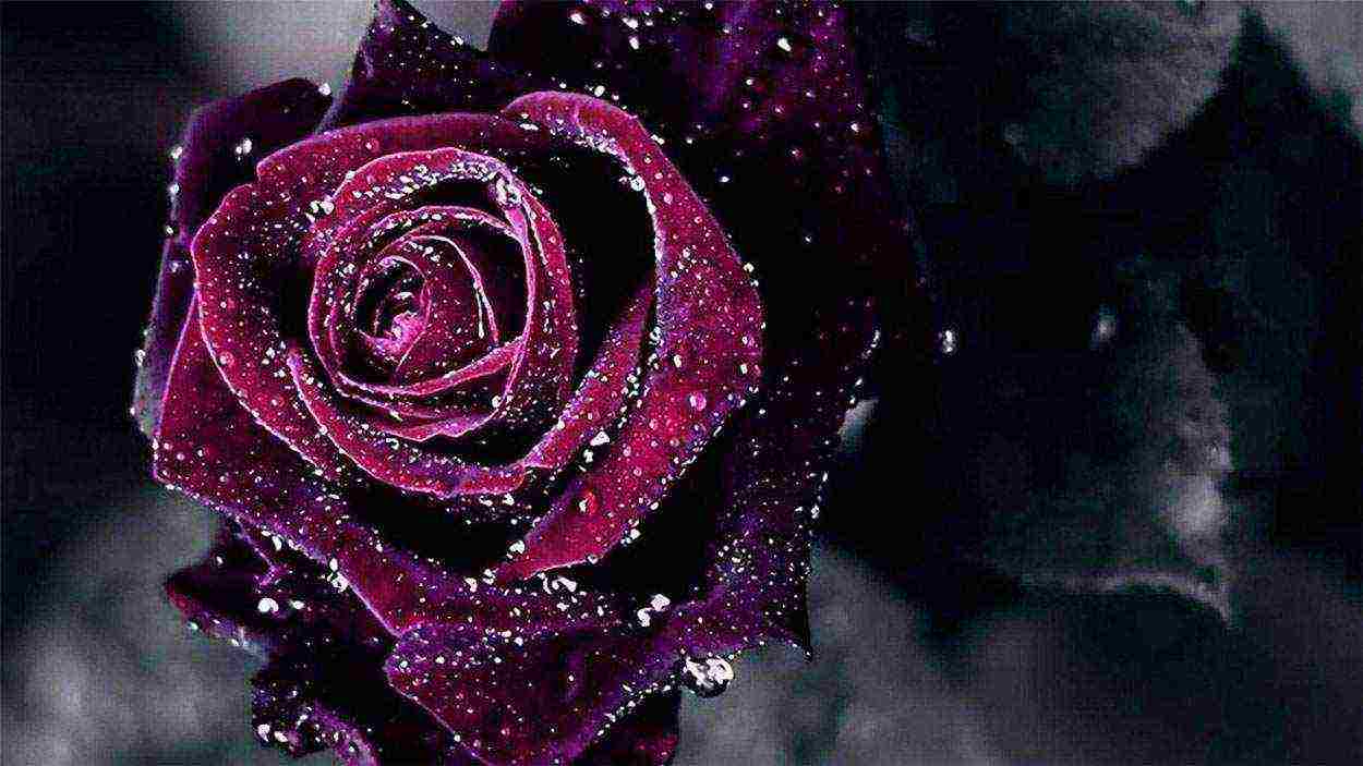 the best varieties of black roses