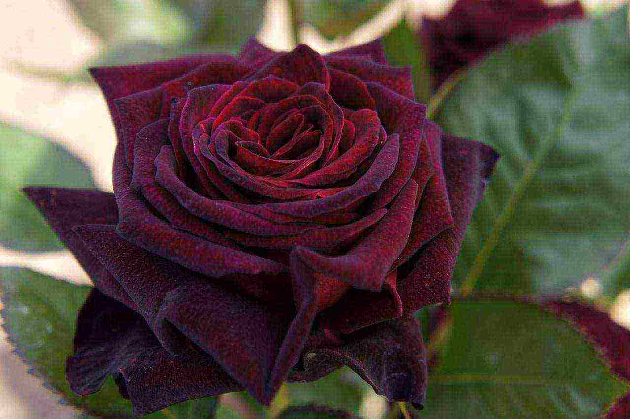 the best varieties of black roses