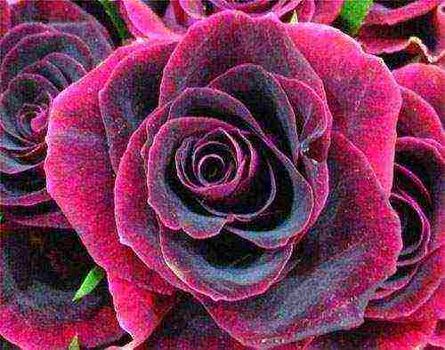 the best varieties of black roses