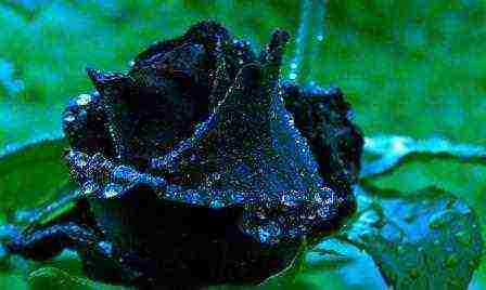 the best varieties of black roses