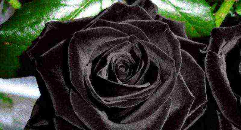 the best varieties of black roses