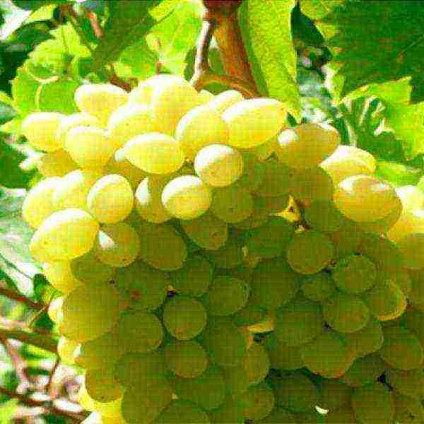 the best varieties of Far Eastern grapes