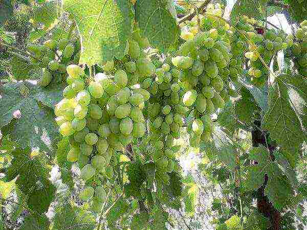 the best varieties of Far Eastern grapes