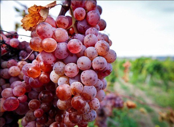 the best varieties of Far Eastern grapes