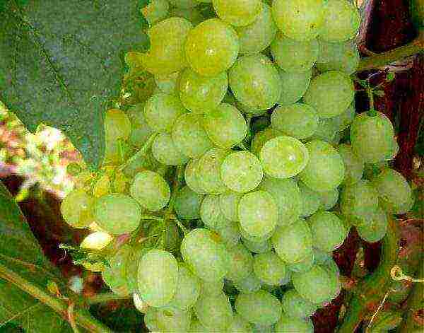 the best varieties of Far Eastern grapes