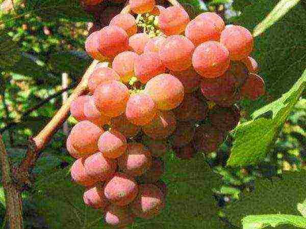 the best varieties of Far Eastern grapes