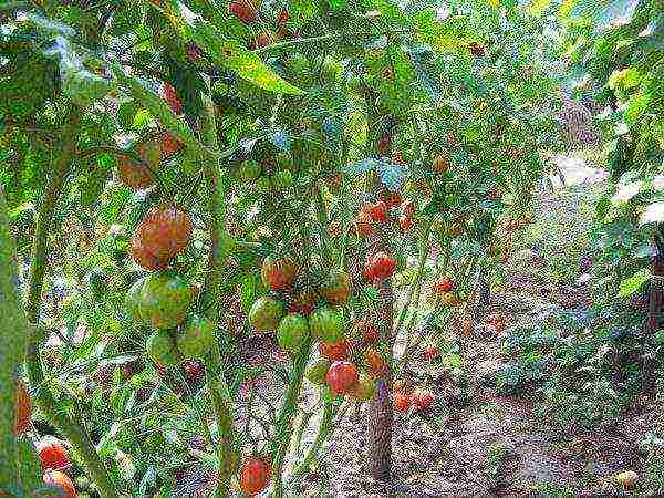 the best varieties of de barao