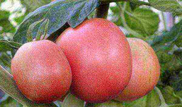 the best varieties for tomatoes