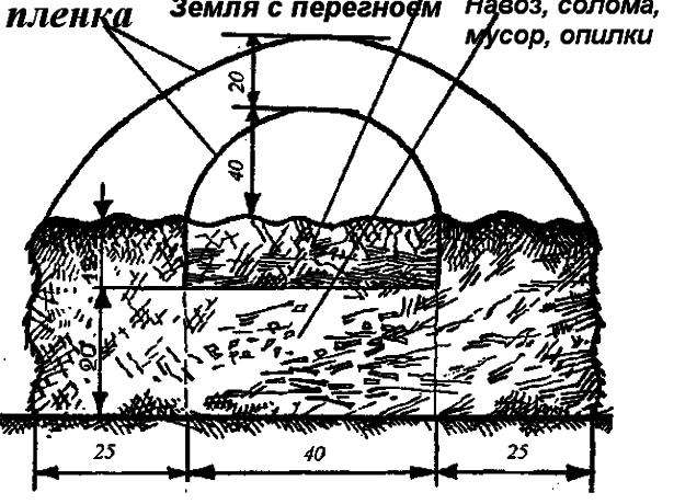 the best varieties for siberia