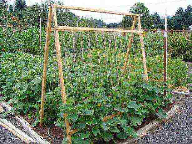 ang pinakamahusay na mga varieties para sa siberia