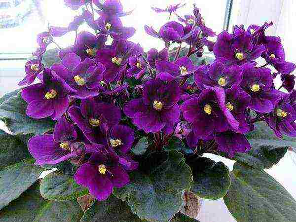 the best varieties of violets sorano