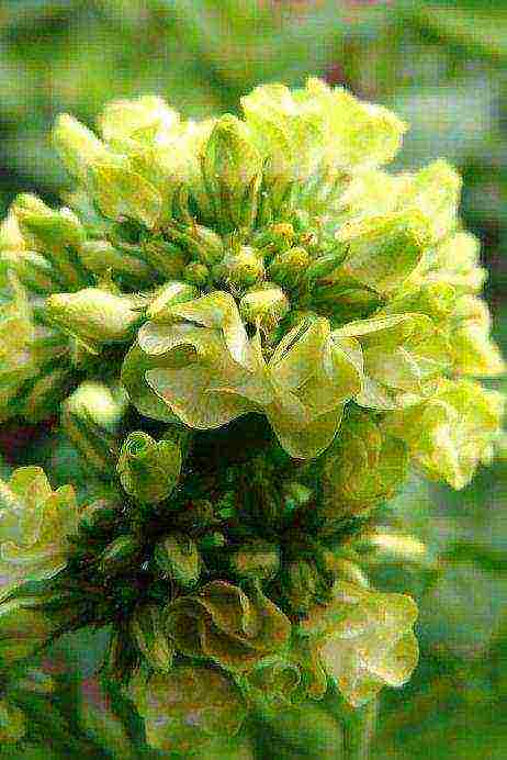 the best varieties of phlox paniculata