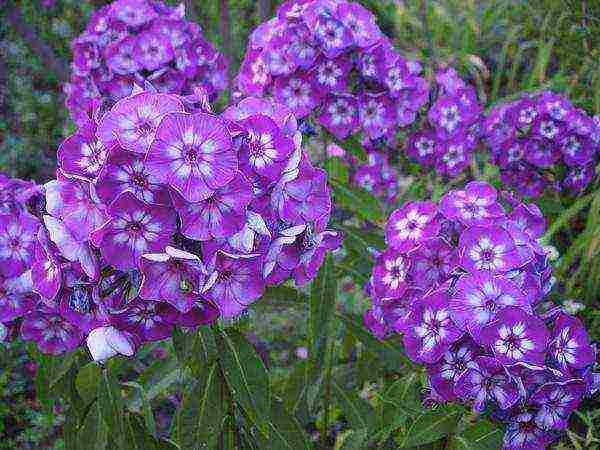 the best varieties of phlox paniculata