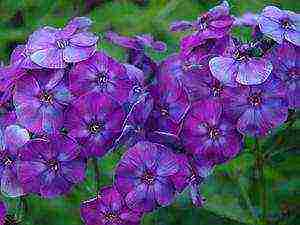 the best varieties of phlox paniculata