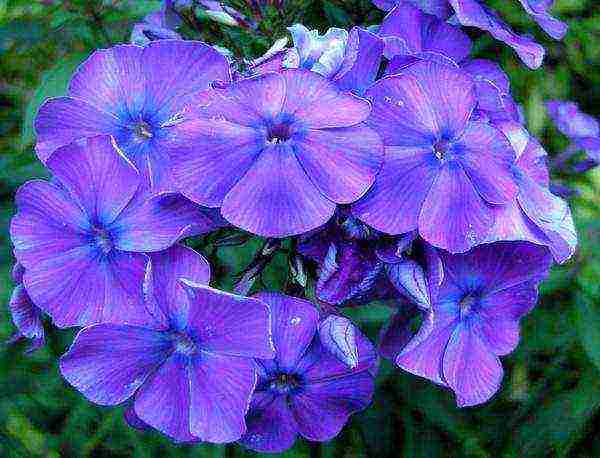 the best varieties of phlox paniculata