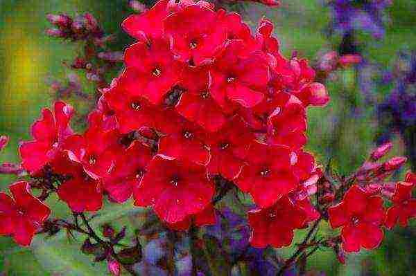 the best varieties of phlox paniculata