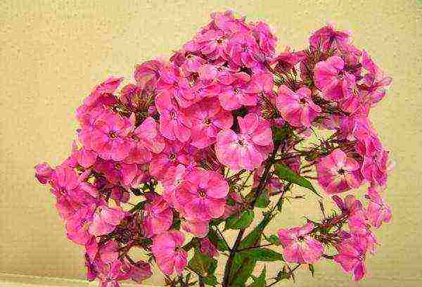 the best varieties of phlox paniculata