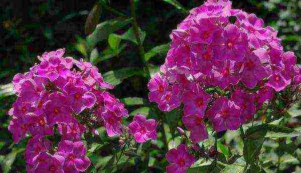 the best varieties of phlox paniculata