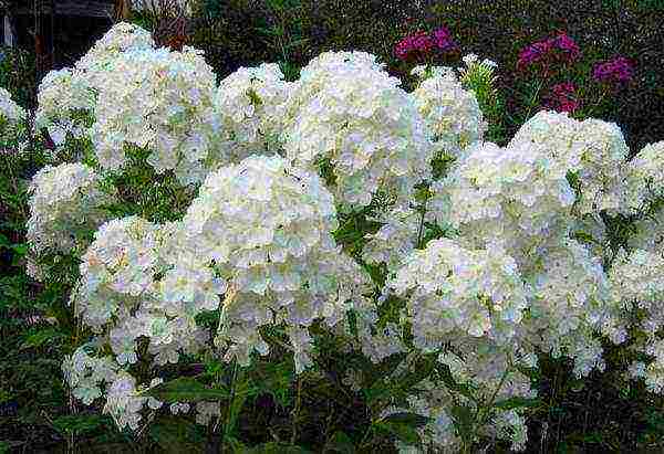 ang pinakamahusay na mga pagkakaiba-iba ng phlox paniculata