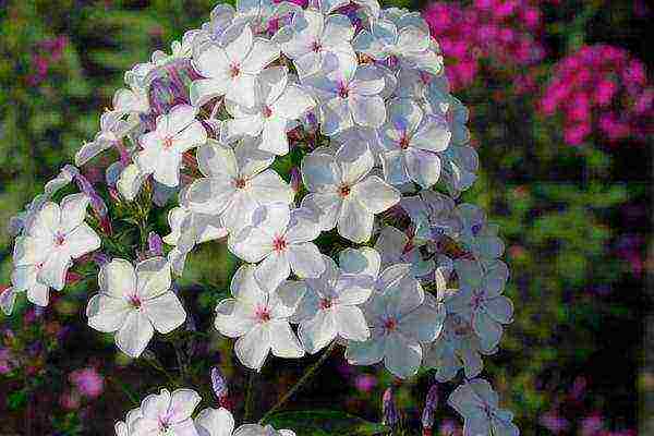 the best varieties of phlox paniculata