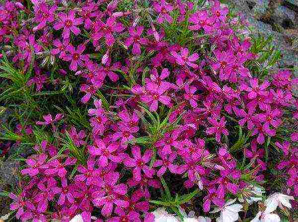 the best varieties of subulate phlox