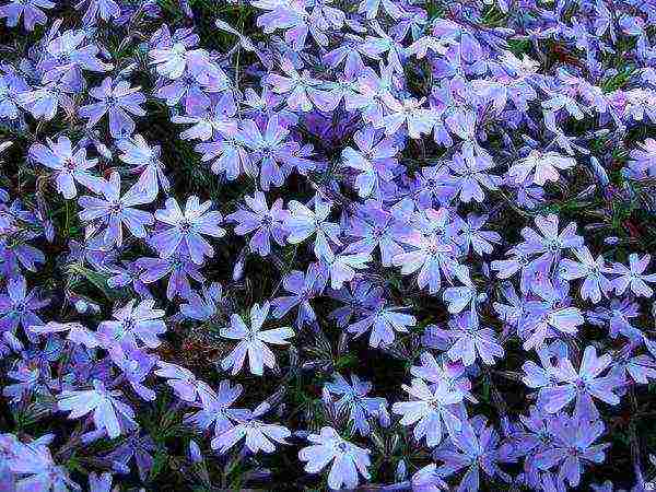 the best varieties of subulate phlox