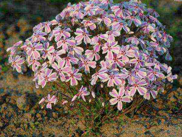 the best varieties of subulate phlox