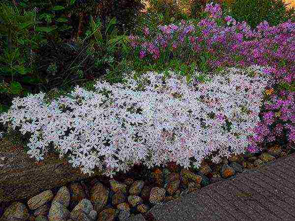 ang pinakamahusay na pagkakaiba-iba ng subulate phlox