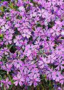 the best varieties of subulate phlox