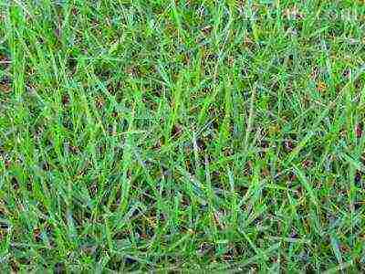 the best varieties of lawn grass