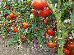 the best varieties of Dutch tomatoes