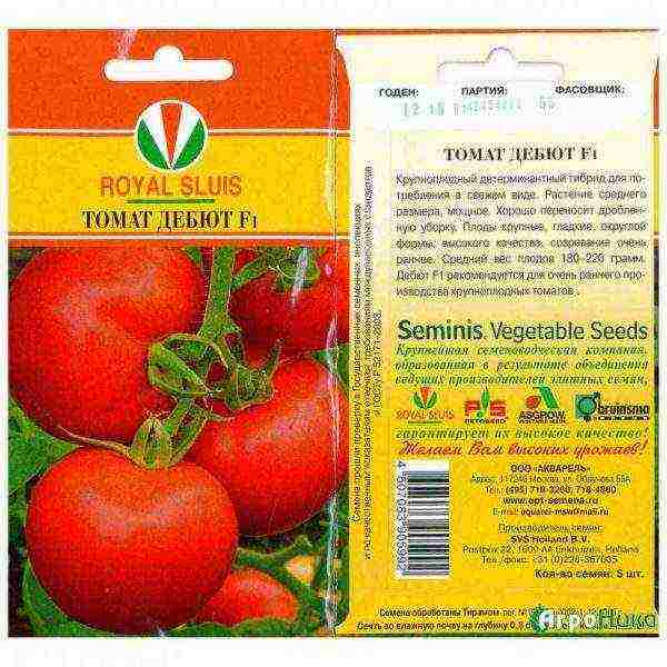 the best varieties of Dutch tomatoes
