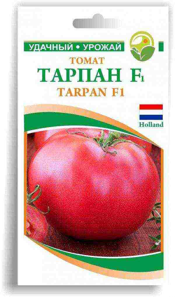 the best varieties of Dutch tomatoes