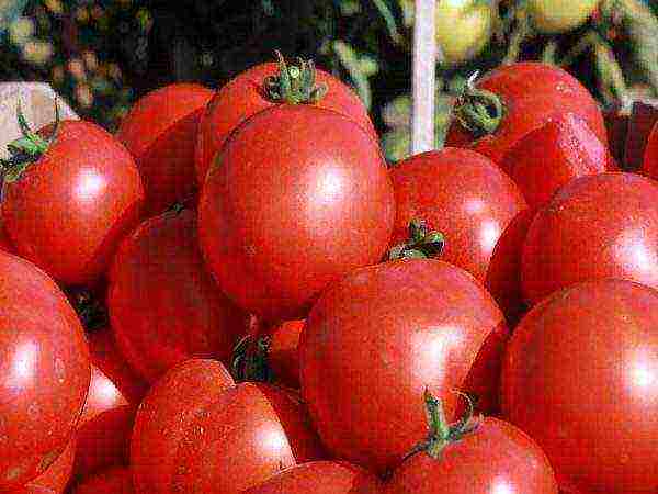 the best varieties of Dutch tomatoes