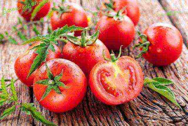 the best varieties of Dutch tomatoes