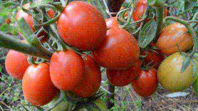 the best varieties of Dutch tomatoes