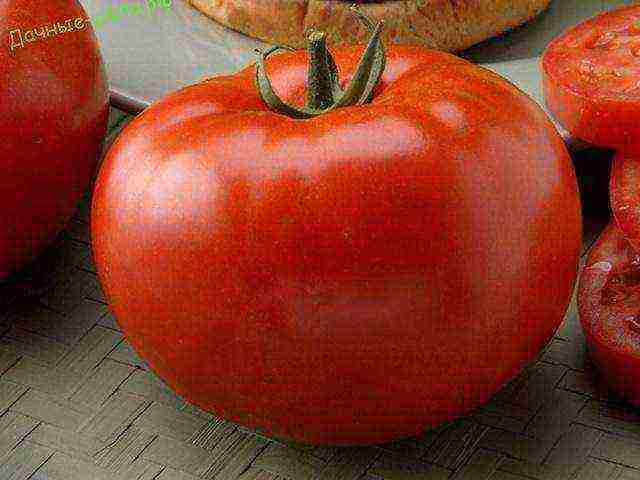 the best varieties of Dutch tomatoes