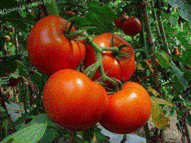 the best varieties of Dutch tomatoes