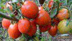 the best varieties of Dutch tomatoes